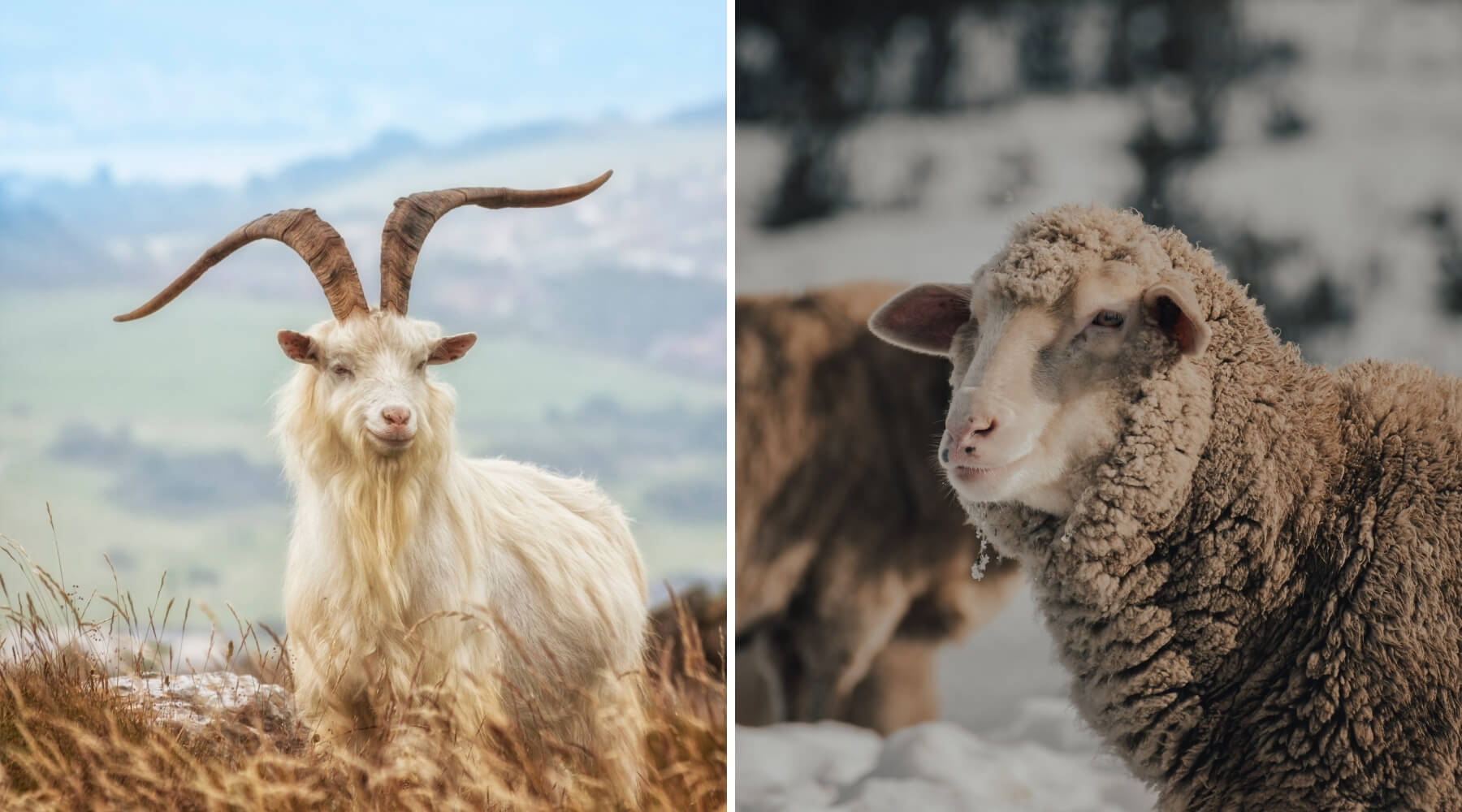 Cashmere Baby Blankets vs. Merino Wool Baby Blankets: Which Is Best?
